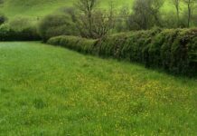 Undeb Amaethwyr Cymru yn gwahodd enwebiadau ar gyfer gwobr ‘Cyfraniad Rhagorol i Amaethyddiaeth yn Sir Gaerfyrddin 2025’ FUW country general