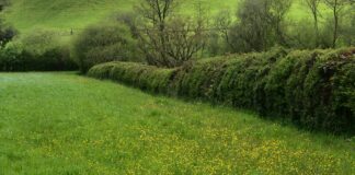 Undeb Amaethwyr Cymru yn gwahodd enwebiadau ar gyfer gwobr ‘Cyfraniad Rhagorol i Amaethyddiaeth yn Sir Gaerfyrddin 2025’ FUW country general