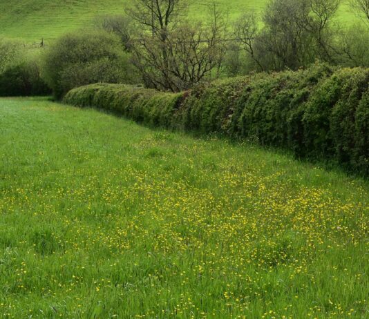 Undeb Amaethwyr Cymru yn gwahodd enwebiadau ar gyfer gwobr ‘Cyfraniad Rhagorol i Amaethyddiaeth yn Sir Gaerfyrddin 2025’ FUW country general