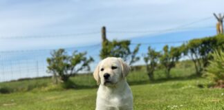 National survey to determine whether Covid-19 continues to impact puppy buying Sullivan puppy outdoors on lawn scaled