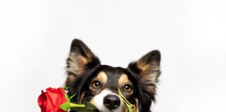 New research shows dogs can up owners’ dating game in Wales Valentines Credit The Kennel Club scaled