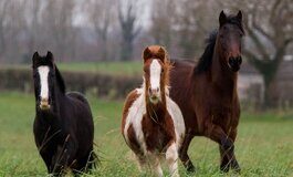 Pint-sized pony problem solved donation