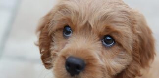 26% of Cardiff dog owners let their dogs lick the dinner plate mia anderson hVRoKfEDYDA unsplash