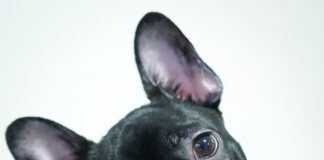 French Bulldogs are rapidly becoming Brits’ favourite dog breed, over 20,000% more popular in the last 20 years pexels 준섭 윤 10496118