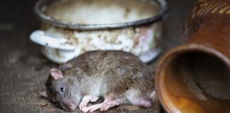 Explosion in UK rat population is putting refuse workers at risk rat gc5899ea30 640