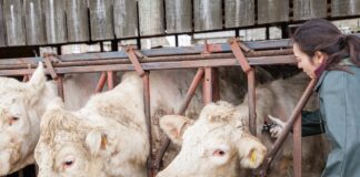 FUW Urges Caution Over Recent Welsh Bovine TB Proposals tb testing cows