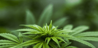 How Marijuana Can Enhance Your Productivity: Explained unnamed 4