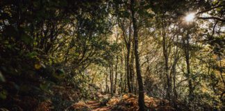First Minister announces location of Wales’ third commemorative woodland MVW D38 2021 0010 scaled