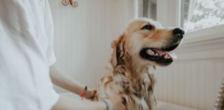 Inspired by Crufts? Here’s how to get your dog show-ready, according to a grooming expert Untitled