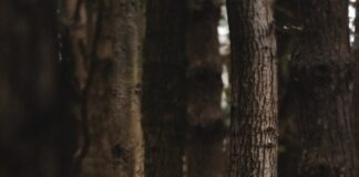 NRW propose changes to General Licences in Wales joe straker WpSDU5OT9SY unsplash