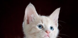 SURVEY FOR NATIONAL PET MONTH SHOWS WHAT IT TAKES TO MAKE A PETFLUENCER pexels pixabay 45201