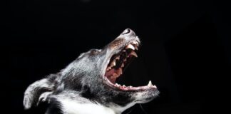 Could Your Precious Pooch Land You in the Pound? pexels splitshire 2238