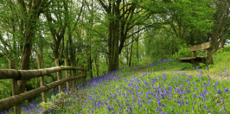 Taith Clychau’r Gog Bluebells 1