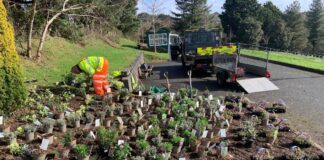 Mwy o blanhigion ar gyfer peillwyr gyda phrosiect Blodeuo Boom in Bloom 1