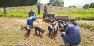A WELCOME RETURN TO THE PIG CPD TRAINING FOR WELSH VETS IMG 20190606 125738 1 scaled