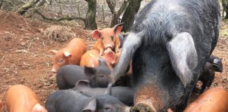 Timely support and advice from Menter Moch Cymru as feed costs continue to rise Pigs