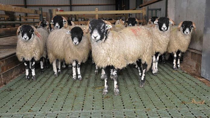 Sheep on slats 3273642a F C Shutterstock FLPA Sheep on slats 3273642a F C Shutterstock FLPA