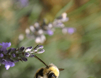 Perfect for pollinators image005