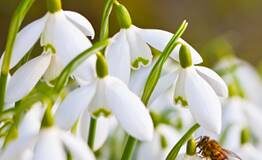 Cynllun caredig i beillwyr y cyntaf yn y byd image014