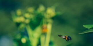Six DIY tips to create a nature friendly garden pexels chris f 5014951