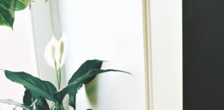 Expert reveals the simple tips to keep your houseplants healthy pexels madison inouye 2894962