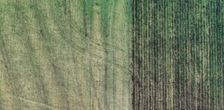 Production of grains and oilseeds to be lowest in 10-15 years in Ukraine in 2022 pexels sergio souza 5048232