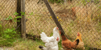 Bird keepers urged to maintain scrupulous biosecurity standards as housing measures set to be lifted s960 Untitled design 1