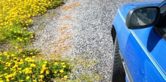 Warning for Welsh motorists as pollen count predicted to rise 09e4893cc571e93bd9779476a5754456f81ea5e4