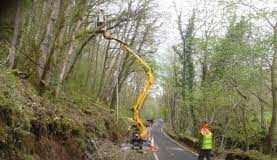 Works continues to remove trees affected by ash dieback disease Ash