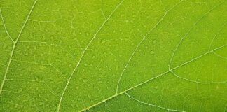 Top 7 Qualities In An Authentic Kratom Online Store Screenshot 95