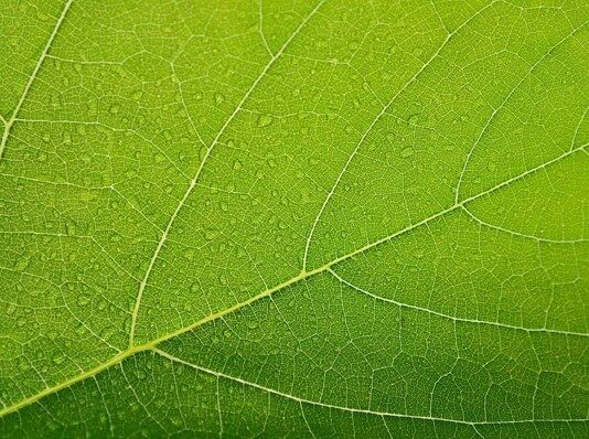 Top 7 Qualities In An Authentic Kratom Online Store Screenshot 95