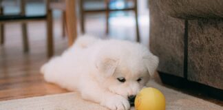 Over quarter of dog owners giving up pups for behaving normally pexels tanya gorelova 3860306