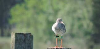 Hampshire redshank’s epic journey to Wales helps scientists understand habits of amber-list species 1. Redshank c. GWCT scaled