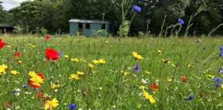 The community of Llandyssil come together for the opening of their wildflower meadows 587177