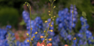 Carmarthen Garden Centre showcases two new plants at BBC Gardeners’ World Live Delphinium Red Lark 02 BALL