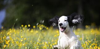 Protect pets by not leaving them in hot vehicles Dog image