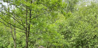 Schoolgirl raises over £700 for a lifesaving charity by Walking 100k in May  Kara 2 scaled