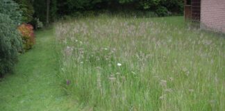 Join Carmarthenshire County Council and take part in No Mow May! LongGrass Christine 1