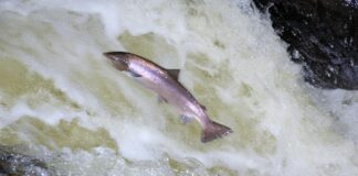 Significant drop in Atlantic salmon returning to English river confirms 2021 as a poor year for this iconic species – long-term monitoring project’s report shows Salmon D21