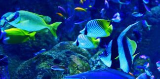 A deep dive into World Ocean Day (8th Jun) david clode bFf6nKDwBtU unsplash scaled