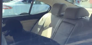 EXPERT COMMENT – LEAVING PETS IN THE CAR IN HOT WEATHER dog in hot car window is rolled down