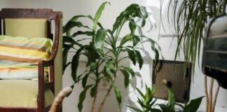 New pet rules set to cost landlords over £4,000 in cleaning and damage repairs pexels cottonbro 6853518