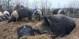 Carmarthen pork producer celebrating being shortlisted as having Wales’s best banger One of Red Valley Pigs herd with last years award