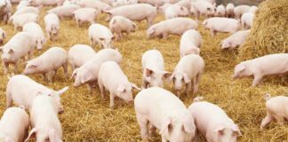 MENTER MOCH CYMRU ANNOUNCES HERD HEALTH SCHEME EXTENSION Pigs.Moch scaled