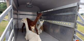 Margam Country Park welcomes new arrivals to the Farm Trail alpacas