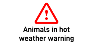 Sunscreen, shade and sunset walkies: Vets issue urgent heatwave advice as temperatures look poised to rival 2018 record animals in hot weather warning