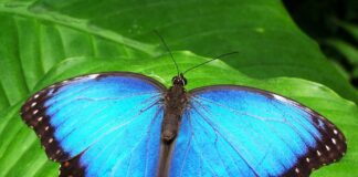 Butterfly Scientists Call on Public for Help butterfly gcc763c2bd 1280