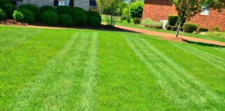 Mount Pleasant and Daniel Islands’ Leading Lawn Care Company lawn care gbfc3e85e5 1920