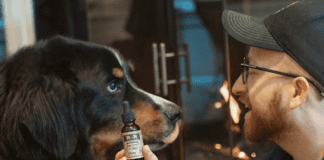 Everything You Need to Know About CBD Oil and Pets pet owner