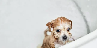The hunt is on to find the UK’s cutest bath time pooch wet maltipoo puppy while bathing bathroom 98862 3091